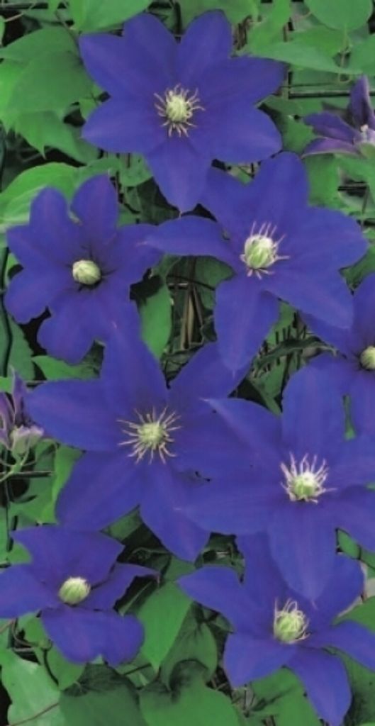 Clematis hybride Lasurstern - Waldrebe / Klematis Lasurstern 60-100cm
