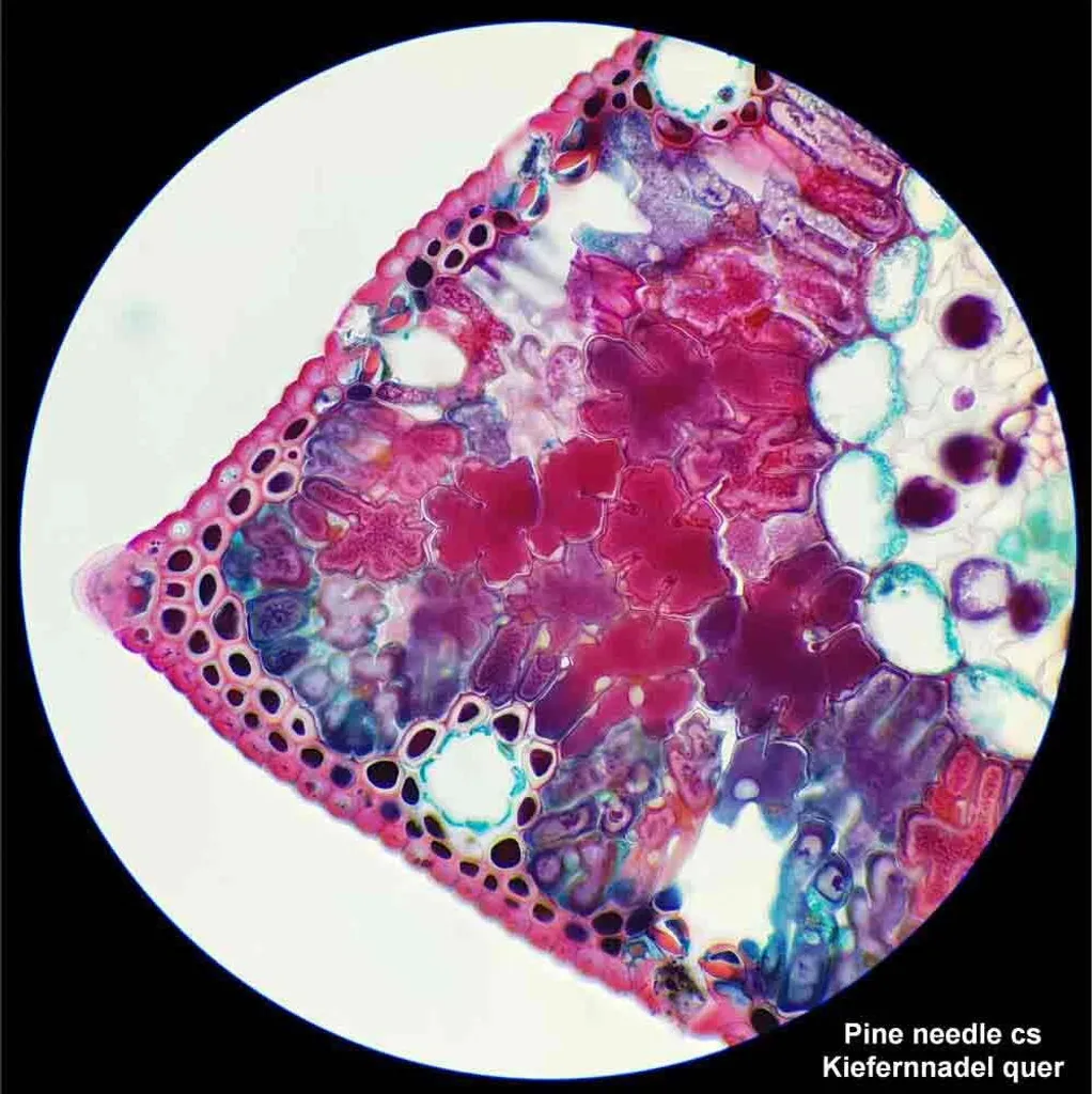 Microscope 1000x avec éclairage LED et mise au point fine - 22