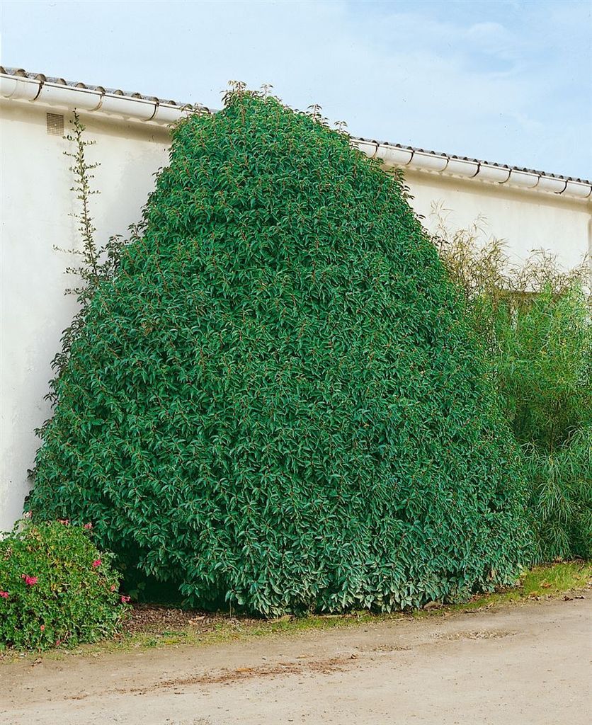 Prunus lusitanica 'Myrtifolia', Portugiesischer Lorbeer, 50–60 cm