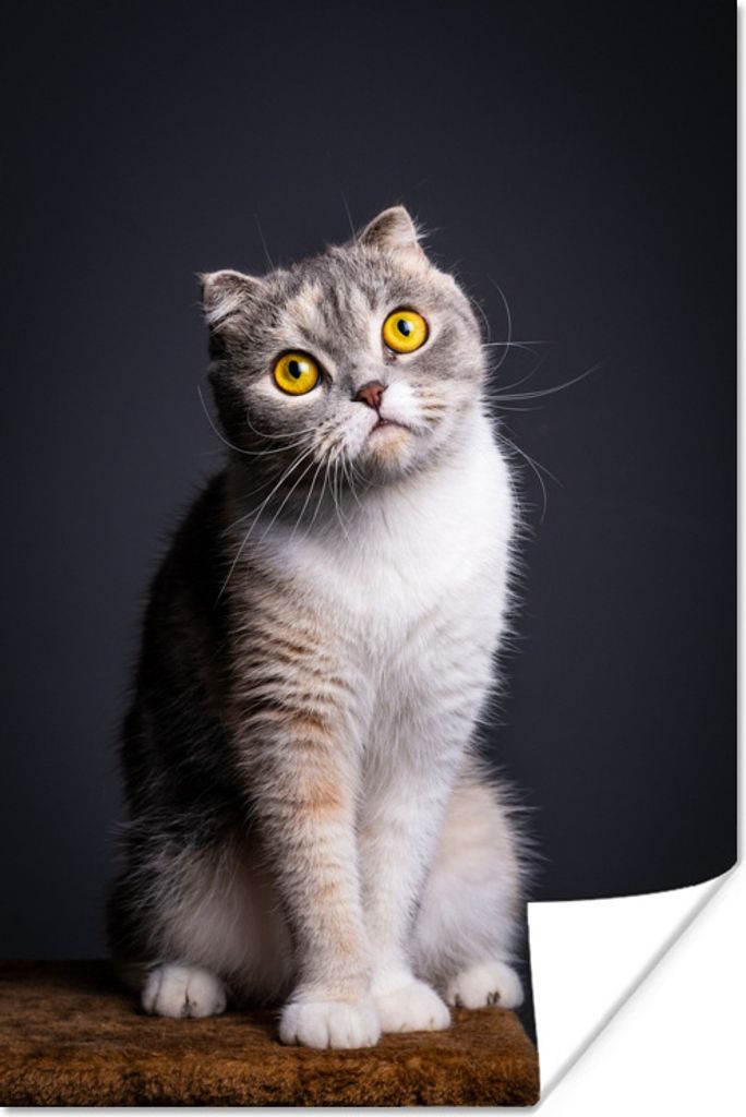 MuchoWow Poster Katze - Augen - Licht 80x120 cm