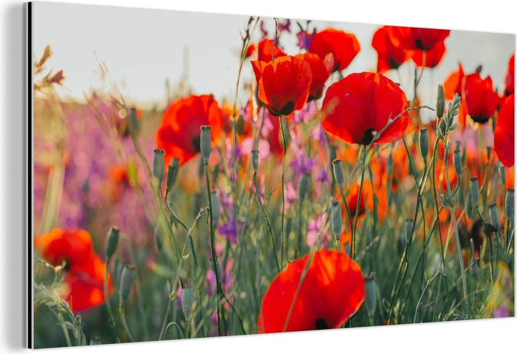 MuchoWow Wanddekoration Metall Metallbild Wandkunst 120x60 cm Mohn - Blumen - Rot - Lila - Wiese MuchoWow Aluminium Gemälde - Metalbilder