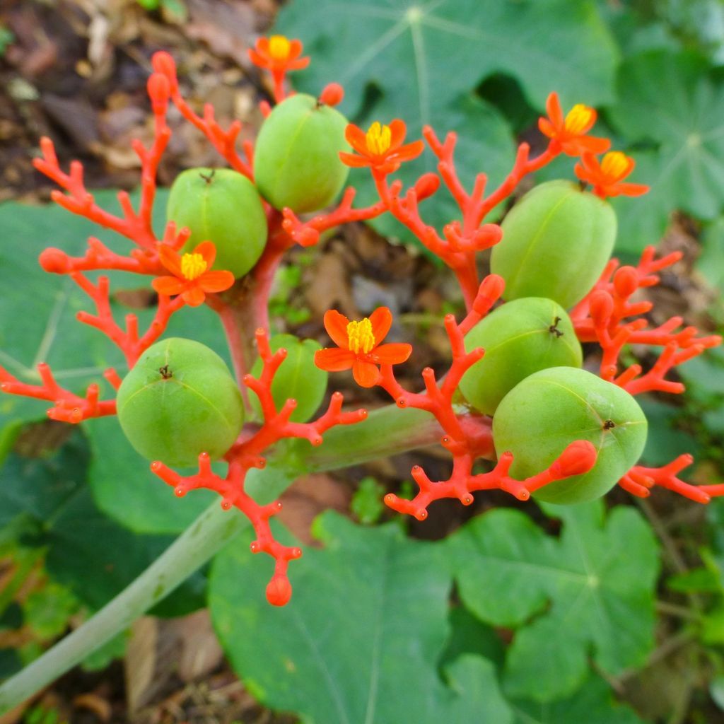 Fľaškovka (Jatropha podagrica)  – 3 semená Obrázok produktu 