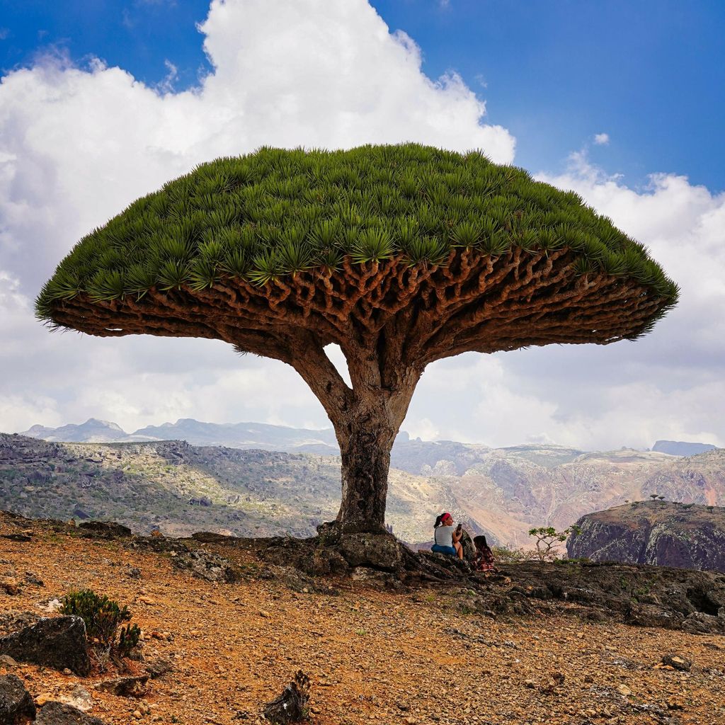 Sokotra Drachenblutbaum (Dracaena cinnabari)  - 1 Samen Produktbild 