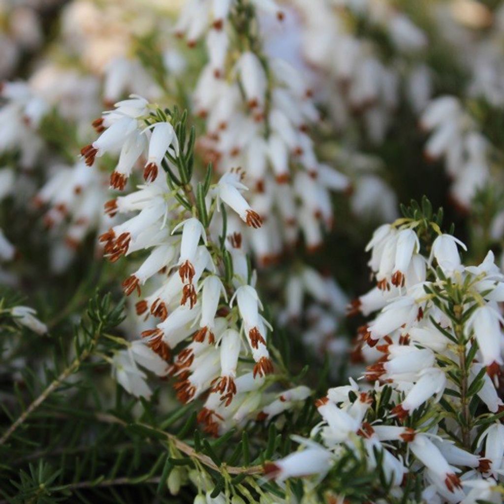 2 x Bruyère blanche d'hiver - Erica carnea | 12-15 cm en Image du produit 