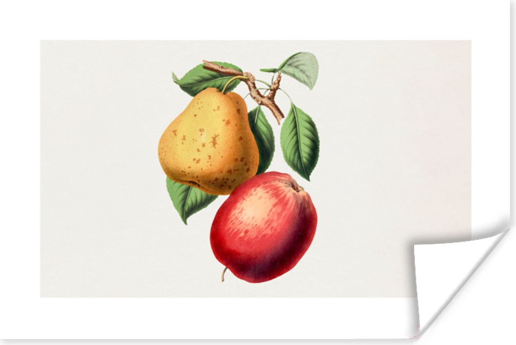 MuchoWow Poster Birne - Apfel - Obst 180x120 cm - Fotoplakat