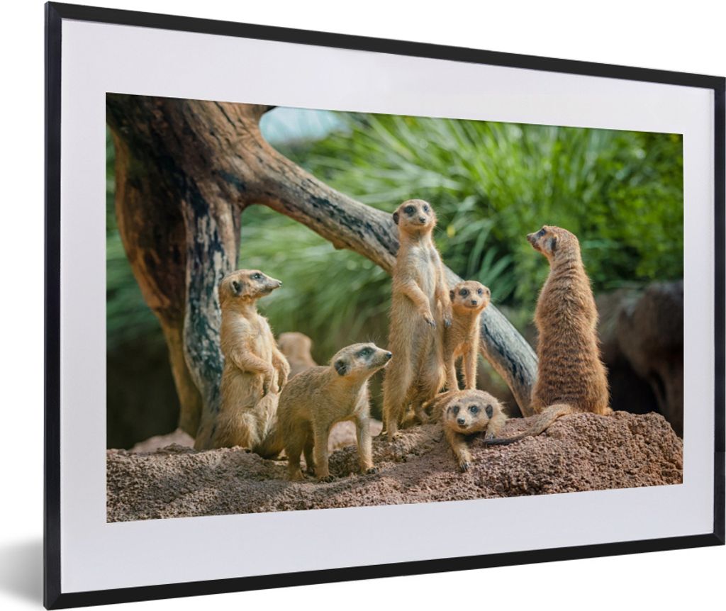 MuchoWow® MuchoWow® Gerahmtes Poster Erdmännchen - Familie Produktbild 