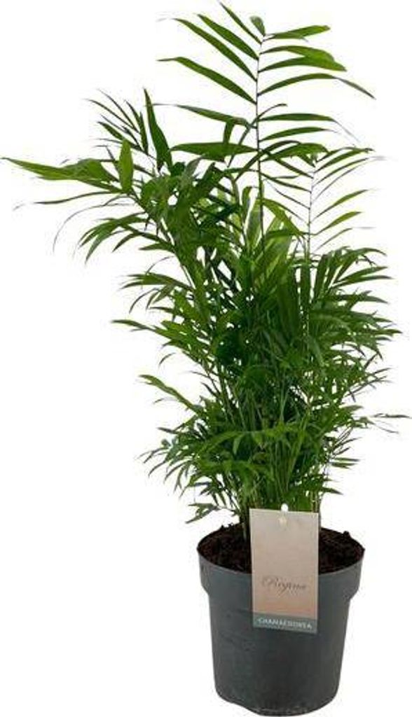 Mexikanische Bergpalme Chamaedorea elegans Ø17cm 50cm Zimmerpalme Pflegeleicht