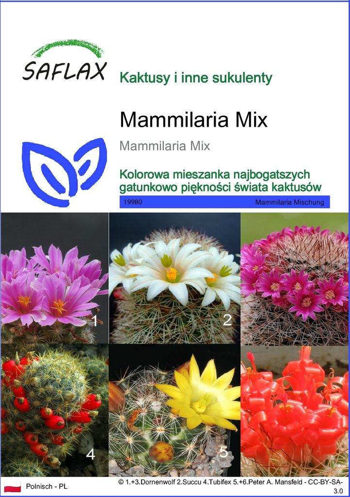 SAFLAX - Mammilaria Mix - 40 Nasiona - Mammilaria Mix Zdjęcie produktu 