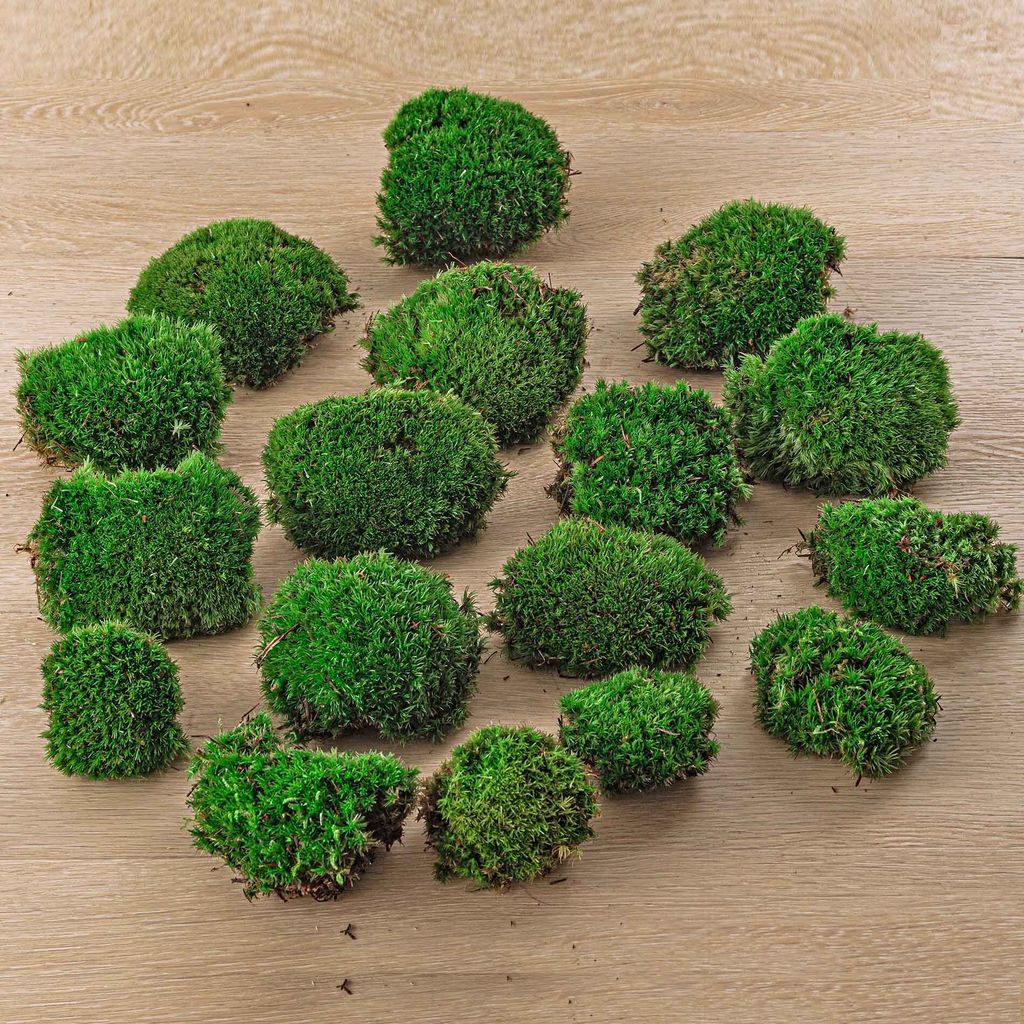 Lebendes Kissenmoos | Premium frisches lebendes Moos für Terrarien - Bun Moss - Kissenmoos