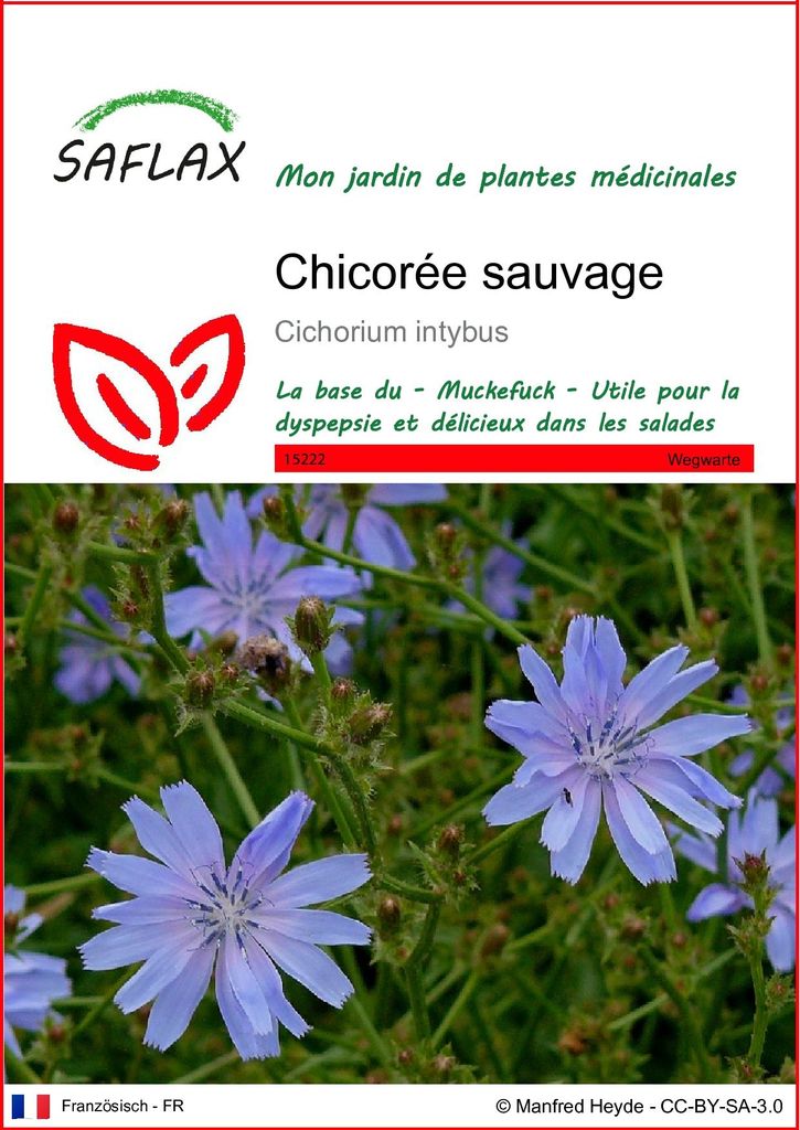 SAFLAX  - Chicorée sauvage - 250 graines - Cichorium Image du produit 