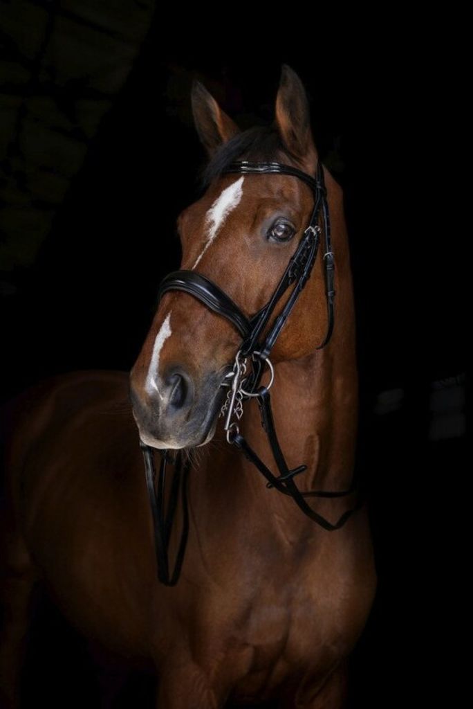 ERIC THOMAS ELITE Leder-Kandarenzügel 13 mm, Farbe:Schwarz, Größe:Warmblutgröße