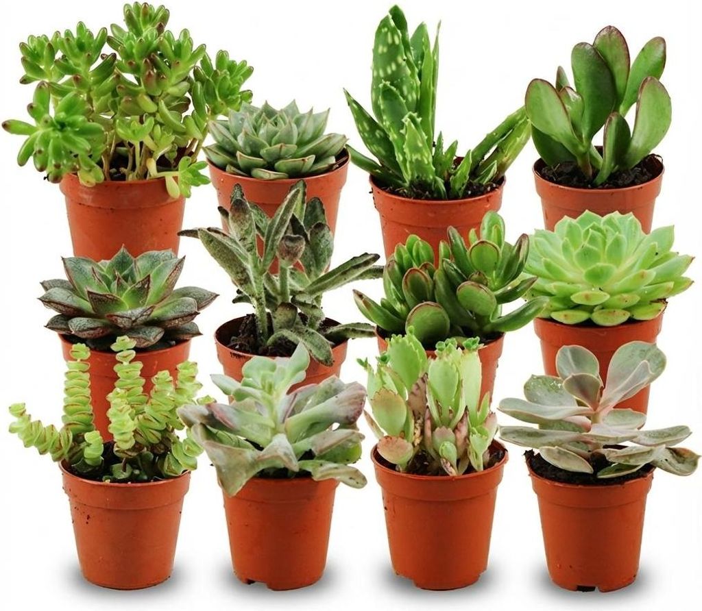 Assortiment de mini-succulentes - 12 pièces - Ø 5,5 cm - Image du produit 