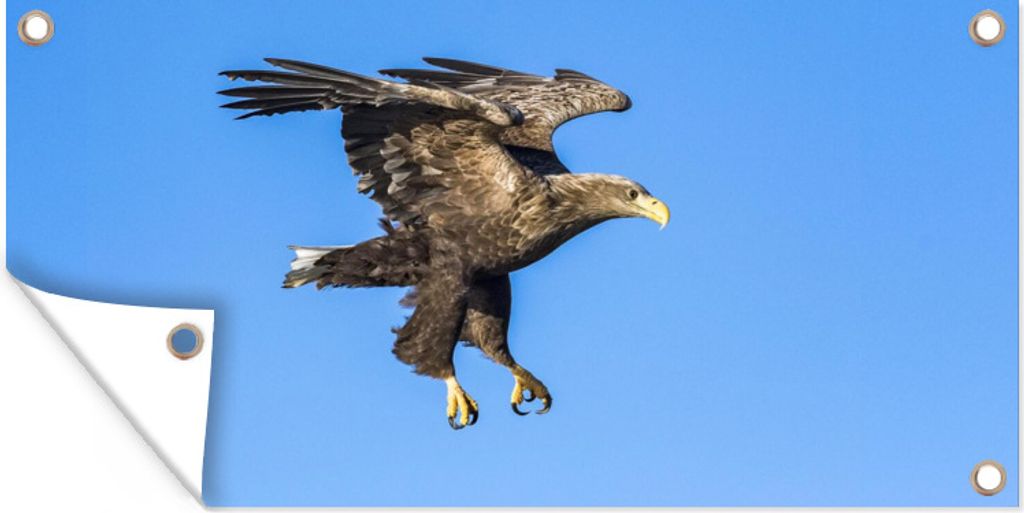 MuchoWow 60x30 cm Outdoor-Poster Gartendeko Sichtschutz Garten Poster für den Garten Europäischer Seeadler am blauen Himmel