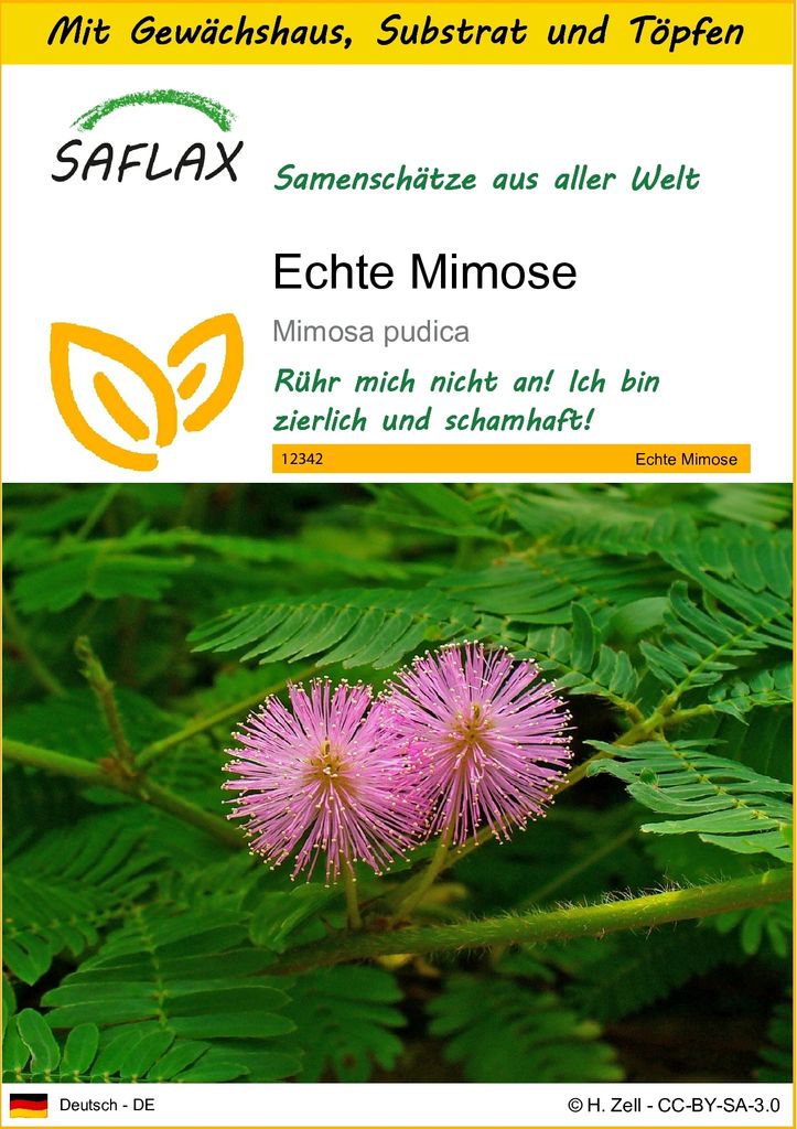 SAFLAX Anzucht Set - Echte Mimose - Mimosa pudica - 70 Samen - Mit Mini-Gewächshaus, Anzuchtsubstrat und 2 Töpfen