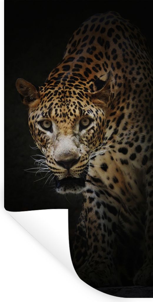 MuchoWow Wandtattoo Wandsticker Wandaufkleber Leopard - Wilde Tiere - Licht 40x80 cm Selbstklebend und Repositionierbar - Repositionierbar - Wass...