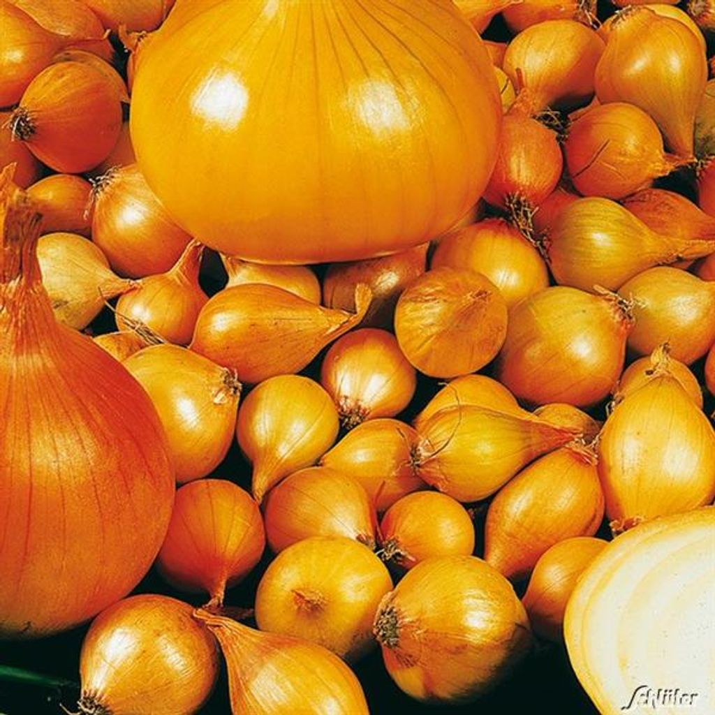 Wintersteckzwiebeln Senshy Yellow 250 g Produktbild 