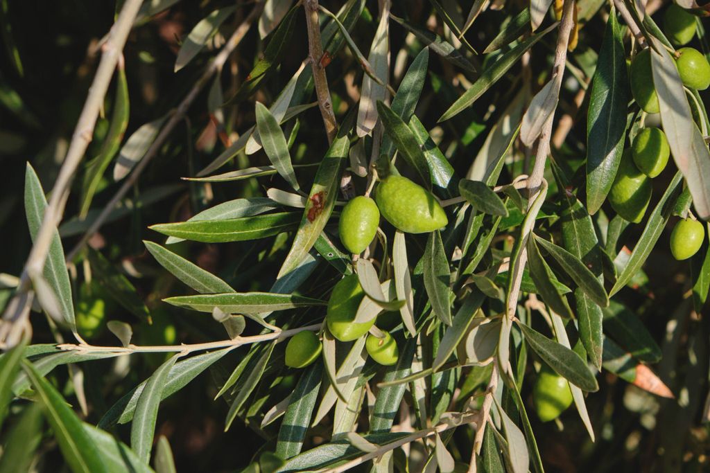 Set mit 4 Picual-Oliven  Olea europaea Picual