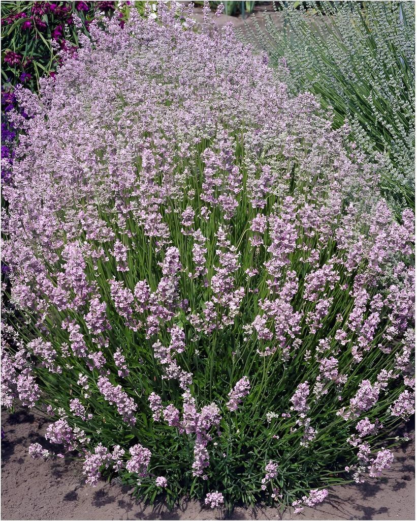 Stauden Gänge 100 x Lavandula angustifolia 'Rosea' - Echter Lavendel - Stecklingsvermehrt - Tolle rosa Blüten - Sehr Insekten- und Bienenfreundlich