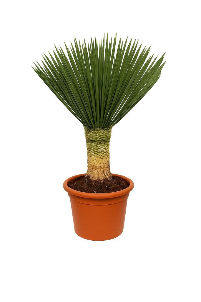 Yucca rostrata 'Blue Swan' ca. 100 cm – winterharte Produktbild 