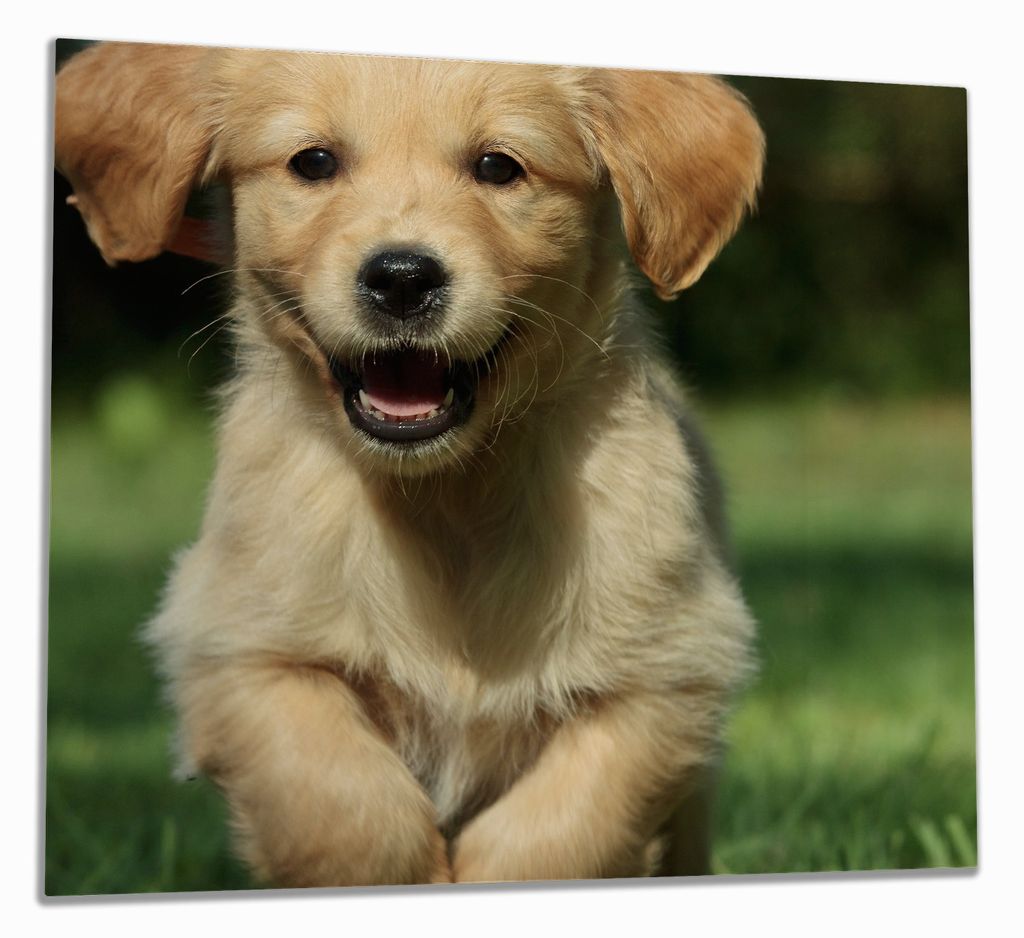 Wallario Herdabdeckplatte aus Glas, Größe 60 x 52 cm 1-teilig, Motiv Süßer Hund - Golden Retriever