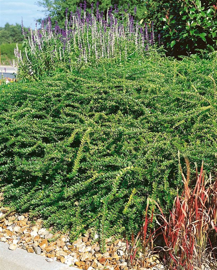 Lonicera nitida 'Elegant', Heckenkirsche, immergrün, 40–60 cm