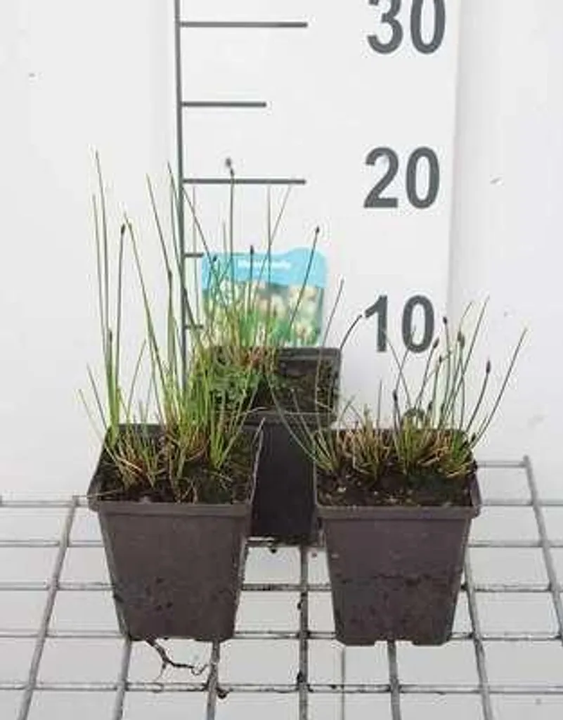 Eleocharis palustris lot de 6 pour stabiliser les berges de bassin