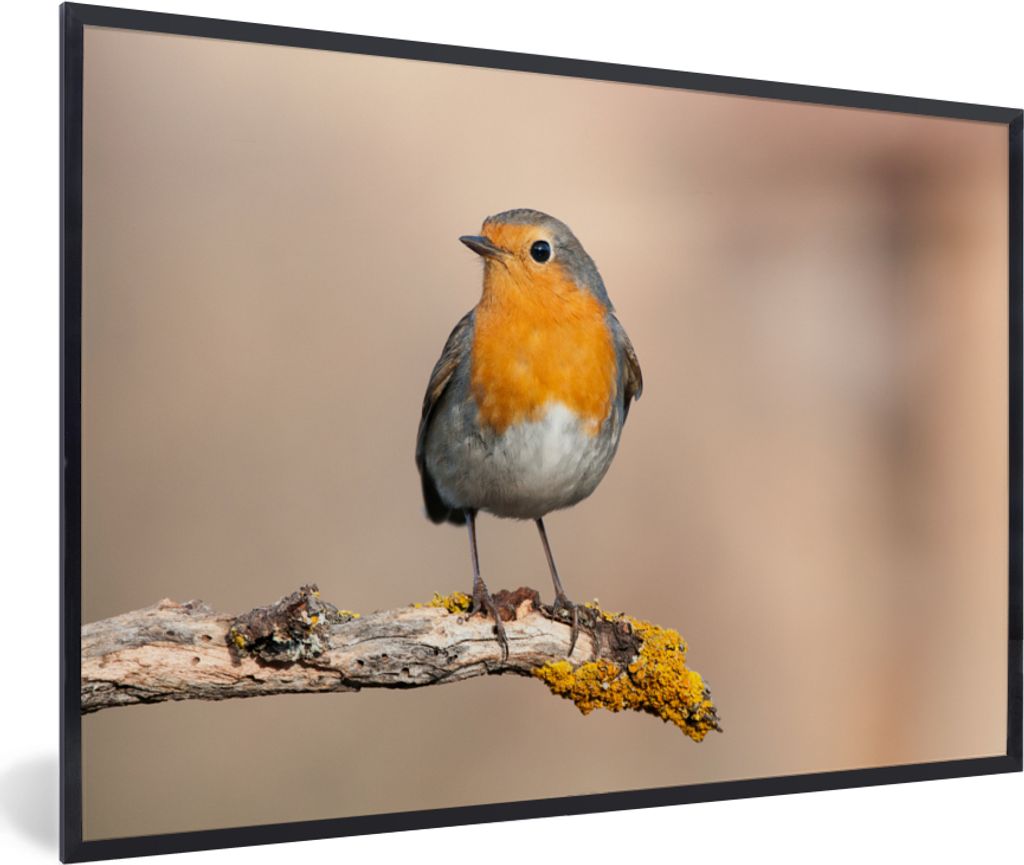 MuchoWow Gerahmtes Poster Rotkehlchen - Vogel - Zweig - Tiere 90x60 cm - Poster mit Schwarzem Bilderrahmen Wandposter Rahmen Foto Bilder - Fotora...