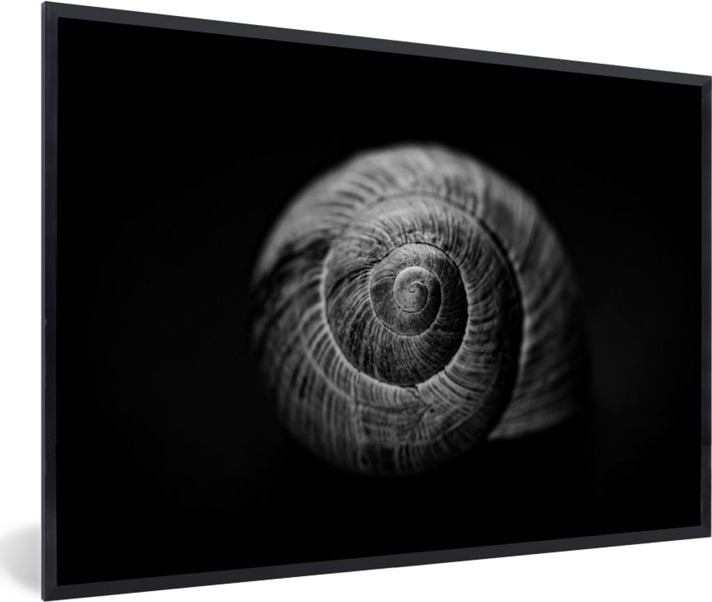 MuchoWow Gerahmtes Poster Schnecke - Tiere - Schwarz - Weiß - Schneckenhaus 60x40 cm - Poster mit Schwarzem Bilderrahmen Wandposter Rahmen Foto ...