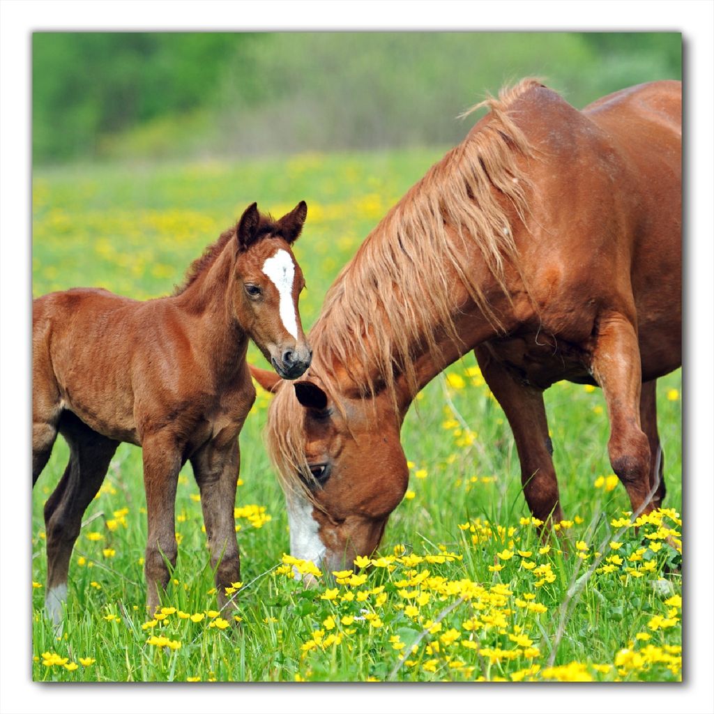 Wallario selbstklebende Möbelfolie/ Tischdecke für Innen und Außen, Größe: 100 x 100 cm - Pferde auf der Koppel