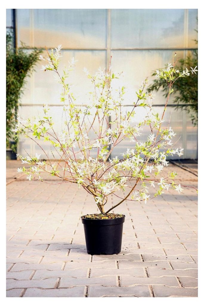 Salix integra 'Hakuro Nishiki' 60–100 cm – Winterhart, mehrjährig, pflegeleicht – Harlekinweide – Zierstrauch für Garten und Kübel