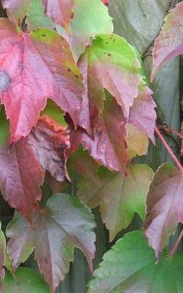 Parthenocissus tr. 'Veitchii' - Wilder Wein ‘Veitchii’ 80-100 cm | Topf
