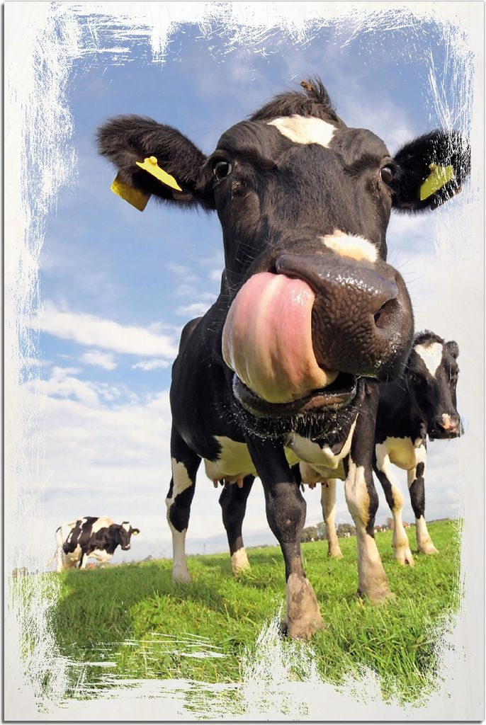 Kunstdrucke Wandbilder Holz in : Brillante Farben, Größe 60 x 90 cm Motiv Lustige Kuh auf der Weide mit herausgestreckter Zunge