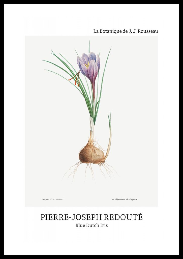 Plakat 40x60cm Design Blaue Holländische Iris, Redoute Vintage für das Wohnzimmer