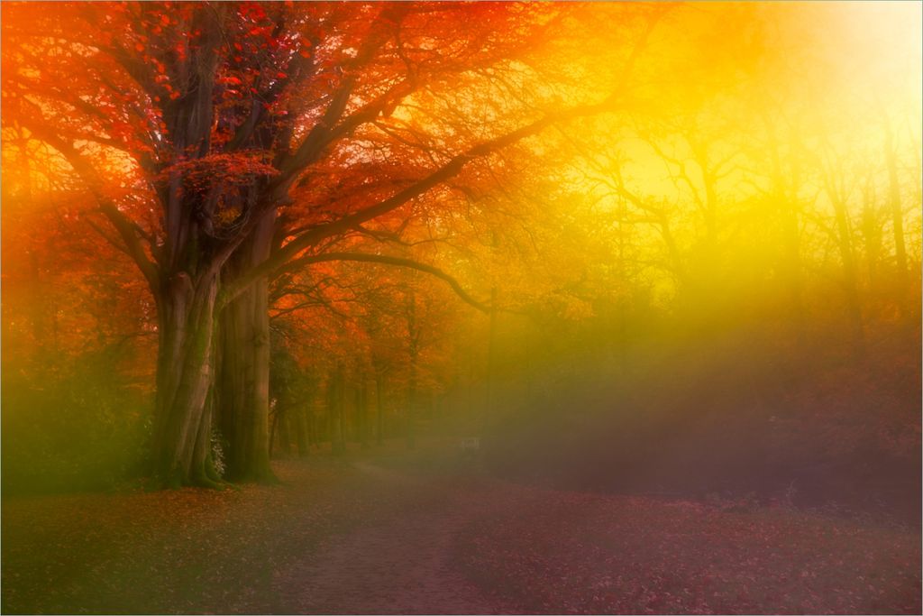 Wallario selbstklebendes Poster - Bunter Herbst - Waldlandschaft bei Nebel in Regenbogenfarben, Größe: 61 x 91,50 cm