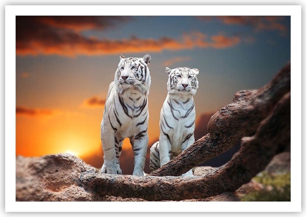 Poster - Poster ohne Rahmen - Tiger weiß Rock Sonnenuntergang - 100x70 cm - Wand Bild - Wanddeko - Wandbilder - Kunstposter - Wandposter - Bilder ...