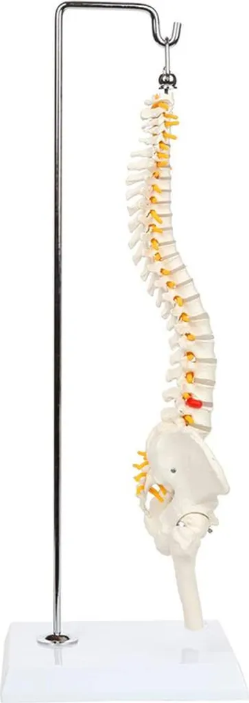 Modèle d'anatomie de la colonne vertébrale pour cabinet médical
