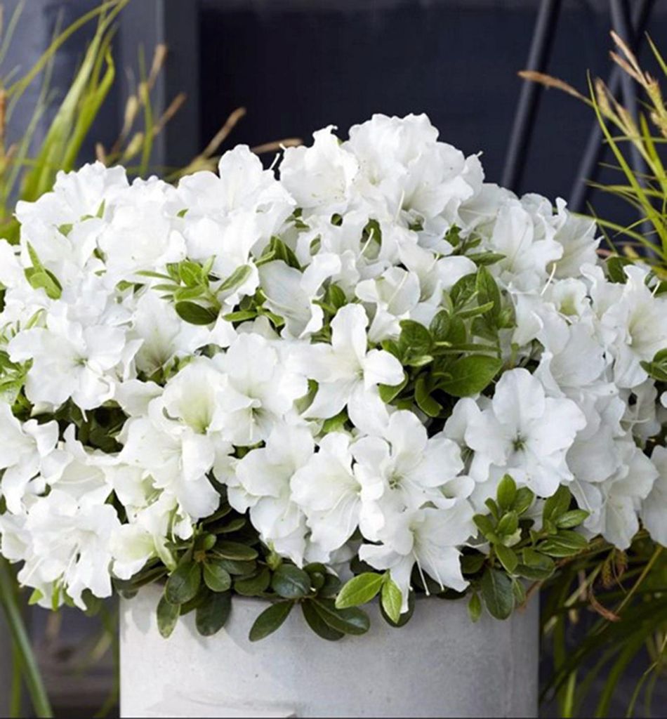 Japanische Azalee ´ENCORE®PURE WHITE´ 20-30 cm, Cont. 3 l Produktbild 
