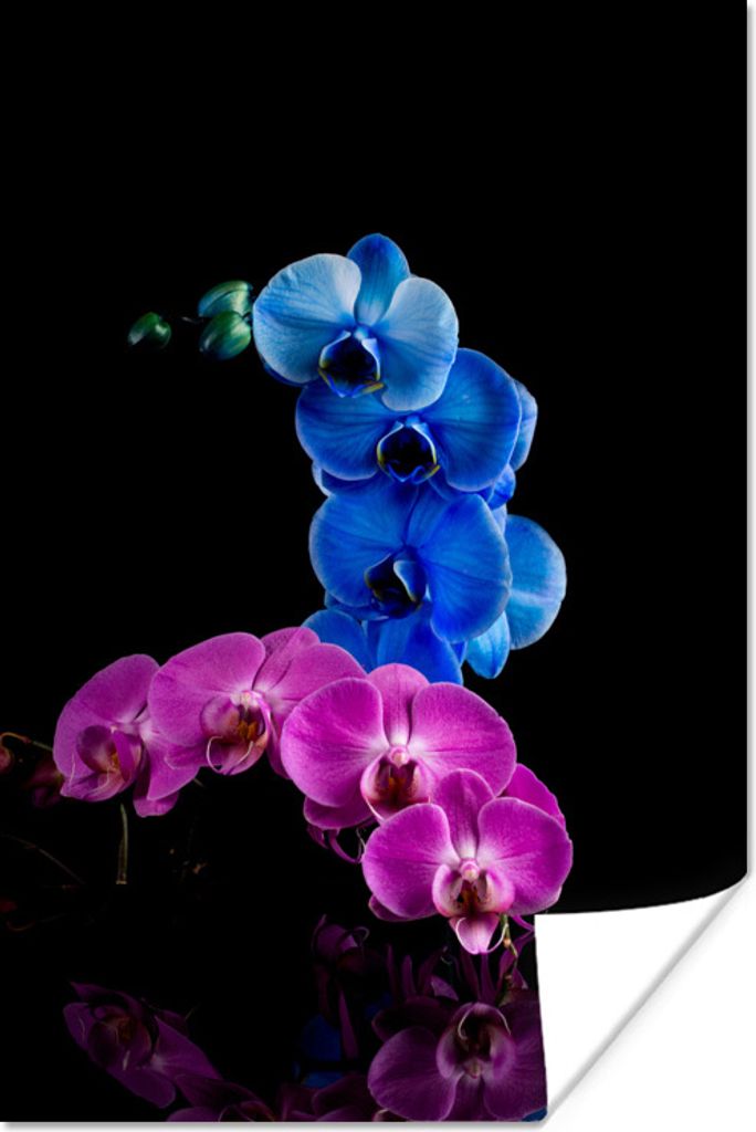 MuchoWow Poster Blaue und rosa Orchidee vor einem schwarzen Hintergrund 40x60 cm - Plakate für die Wand - Poster Babyzimmer