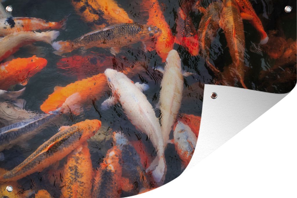 MuchoWow 120x80 cm Outdoor-Poster Gartendeko Sichtschutz Garten Poster für den Garten Ein Teich mit Koi-Karpfen von oben