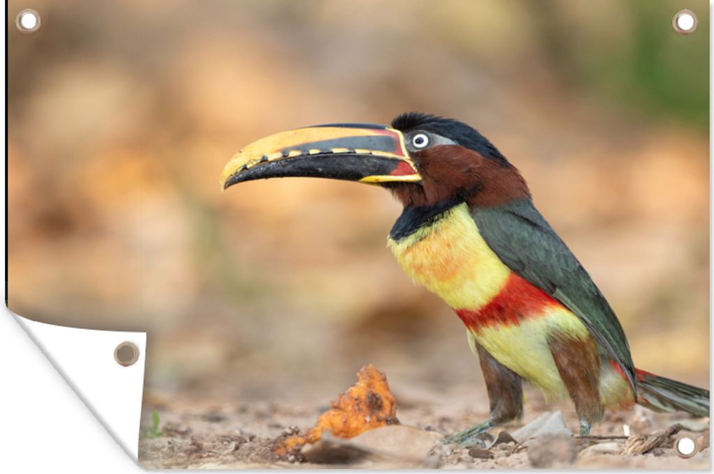 MuchoWow 90x60 cm Outdoor-Poster Gartendeko Sichtschutz Garten Poster für den Garten Vogel - Tukan - Federn - Natur