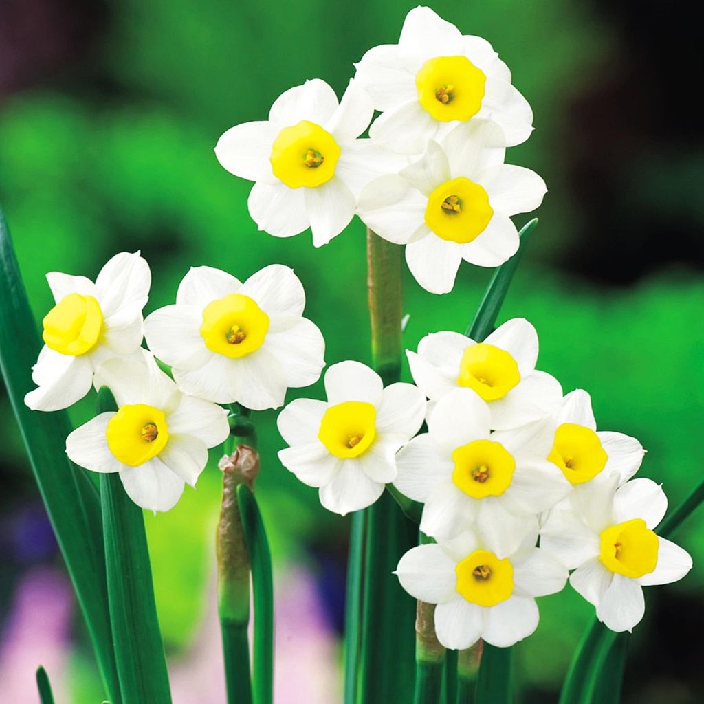 Narzissen Blumenzwiebeln Zwiebeln Blumen Botanische Produktbild 