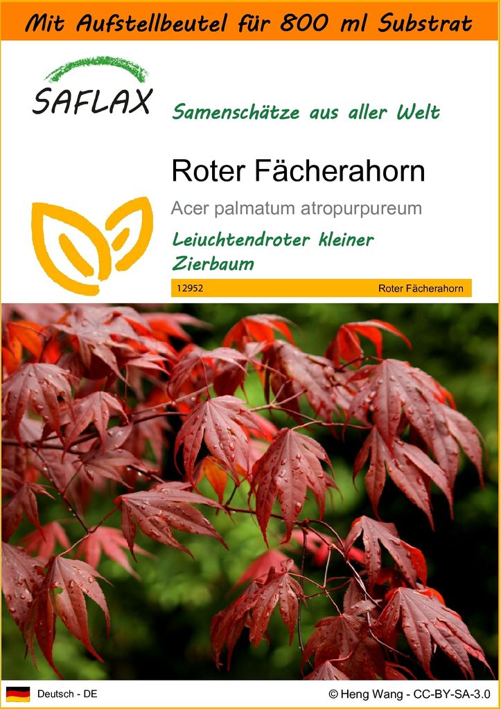SAFLAX - Garden in the Bag - Roter Fächerahorn - 20 Samen - Mit Anzuchtsubstrat im praktischen, selbst aufstellenden Beutel - Acer palmatum