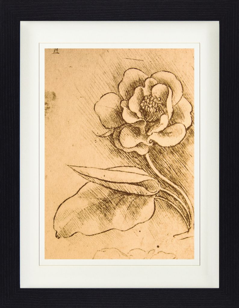 Leonardo Da Vinci Gerahmtes Bild Mit Edlem Passepartout | Wand-Bilder | Im Bilderrahmen - Blumenstudie, Detail, 1481-1483 (40 x 30 cm)