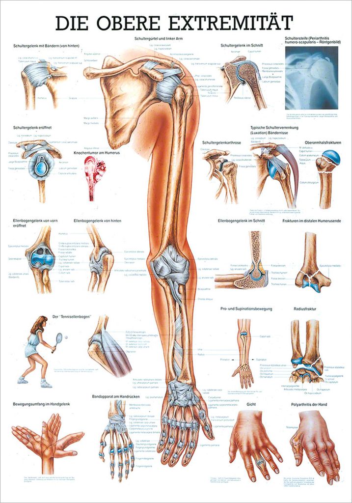 Obere Extremität Lehrtafel Anatomie 100x70 cm medizinische Lehrmittel