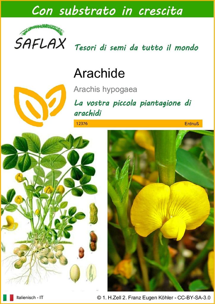 SAFLAX  - Arachide - 8 semi - Con substrato - Arachis Immagine del prodotto 
