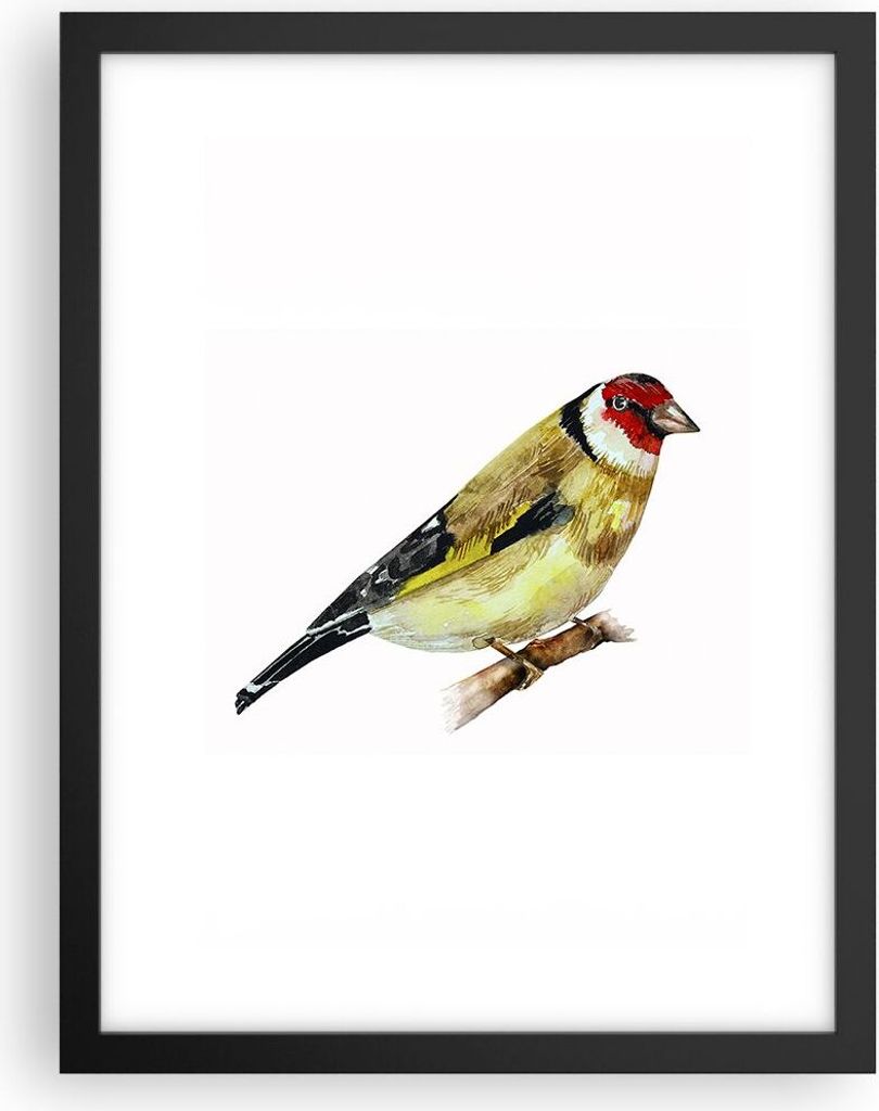Gerahmtes Poster - Schwarzer Rahmen - Stieglitz Vogel Aquarell - 30x40 cm - Wand Bild - Wanddeko - Wandbilder - Wandposter - Bilderrahmen - Bilder ...