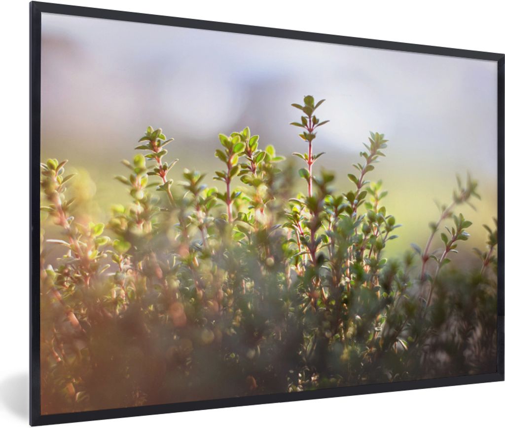 MuchoWow Gerahmtes Poster Wintersonnenlicht beleuchtet Thymianpflanzen in der Natur 90x60 cm - Poster mit Schwarzem Bilderrahmen Wandposter Rahme...