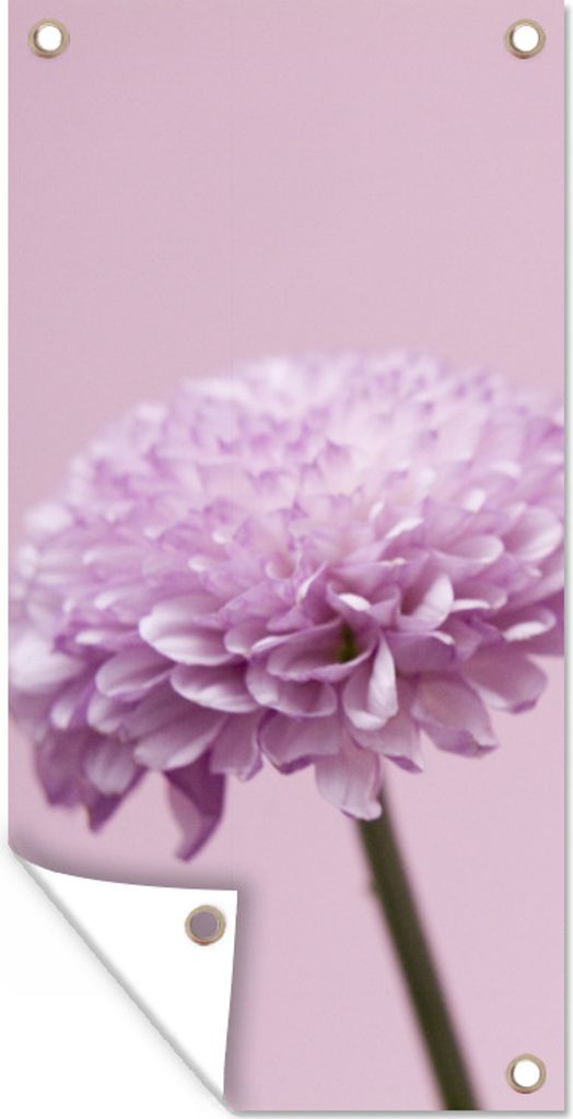 MuchoWow 30x60 cm Outdoor-Poster Gartendeko Sichtschutz Garten Poster für den Garten Zwei rosa Chrysanthemen