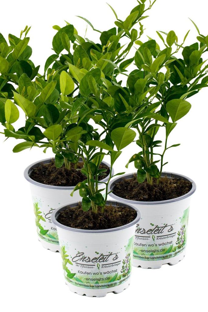 Enseleits 3er Set Kaffir Limette - Kaffernlimette