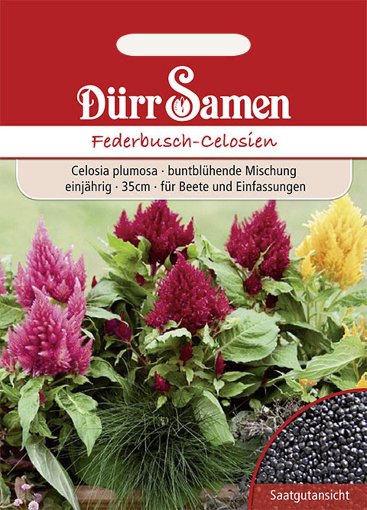 Dürr-Samen - Federbusch-Celosien Mischung einjährig 35 cm - Produktbild 